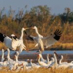 Siberian Cranes Arrive at Their Overwintering Habitat in Jiangxi 