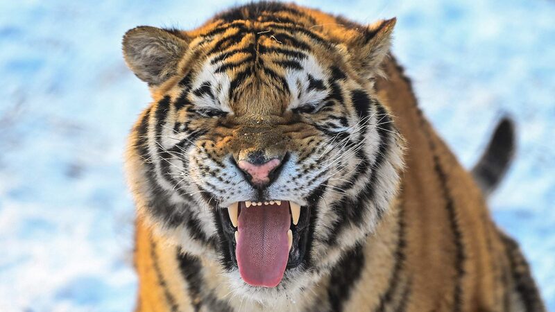 # - My News! Siberian Tigers Frolic in Snow at a Park in Ne Chinas Shenyang Video Poster