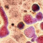 Single H5n1 Mutation Enables Easier Human Infection Study 