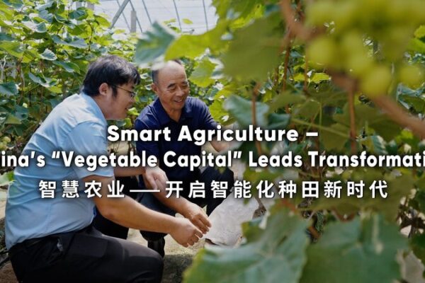 # - My News! Smart Agriculture Chinas vegetable Capital Leads Transformation Video Poster
