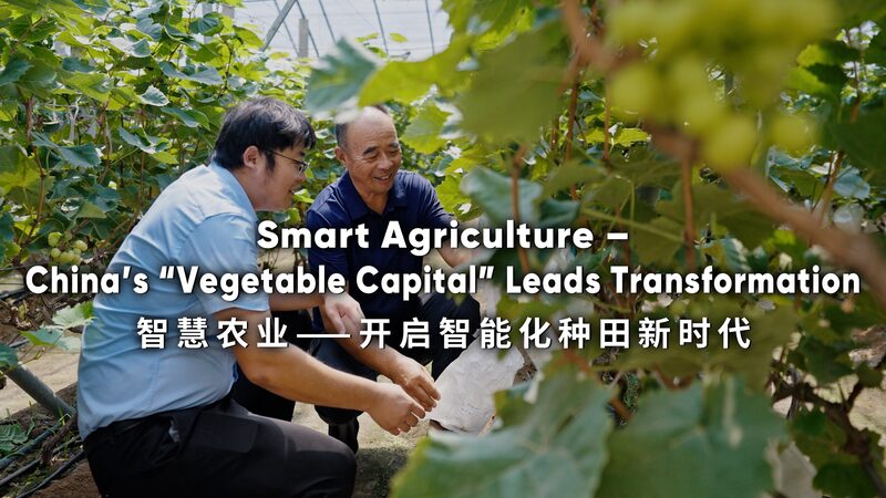# - My News! Smart Agriculture Chinas vegetable Capital Leads Transformation Video Poster