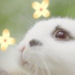 Step into a Fairytale Wonderland in Jiangsu Video Poster 