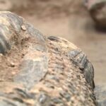 Terracotta Warriors New Discoveries Unveil Qin Chariot Troop Structure 