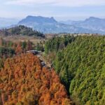 the dual color Forest in Chongqings Ecopark 