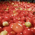 the Smart Way to Plant Tomatoes 