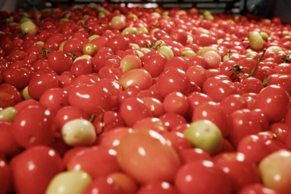 # - My News! the Smart Way to Plant Tomatoes