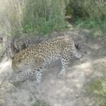 Three North China Leopards Spotted in Nw China Video Poster 