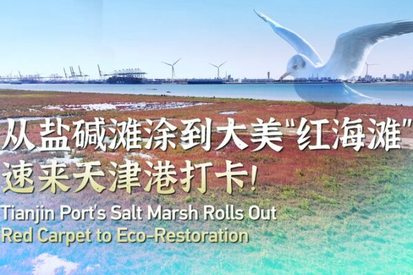 Tianjin Port's salt marsh rolls out red carpet to eco-restoration video poster