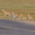 Tibetan Antelopes Guided Safely Through Hoh Xils Highways 