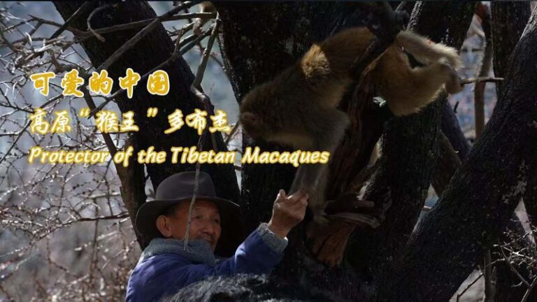 Tobgye Protector of the Tibetan Macaques Video Poster