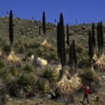 treasure Plant Drives China peru Cooperation to Protect Biodiversity 