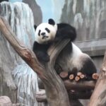 Two Giant Pandas Set to Boost Hong Kong Tourism Video Poster 