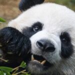 # - My News! Two New Pandas Set to Meet the Public in Hong Kong