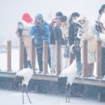 Visitors Admire Red crowned Cranes Amid Snowfall in Heilongjiang 