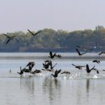 Wild Geese Migrate to Central China for Overwintering 