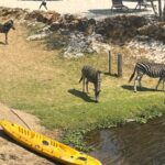 Wildlife Thrives in Nature Conservancy Outside Johannesburg 