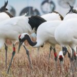 Wildlife Thrives in Winter Habitat at East China Wetlands 