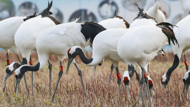 Wildlife Thrives in Winter Habitat at East China Wetlands 