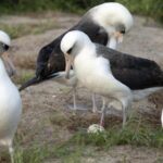 Worlds Oldest known Albatross Lays an Egg in Hawaii at Age 74 