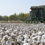 Xinjiangs Cotton Output Grows in 2024 