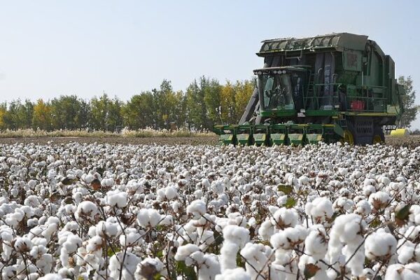 Xinjiangs Cotton Output Grows in 2024 