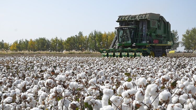 Xinjiangs Cotton Output Grows in 2024 
