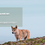 Xizang Time｜herders Save Stray Wolf Cubs Video Poster 