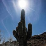 2024 Confirmed to Be Warmest Year on Record Globally 