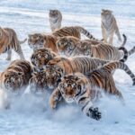 a Snowy Playground for the Siberian Tigers