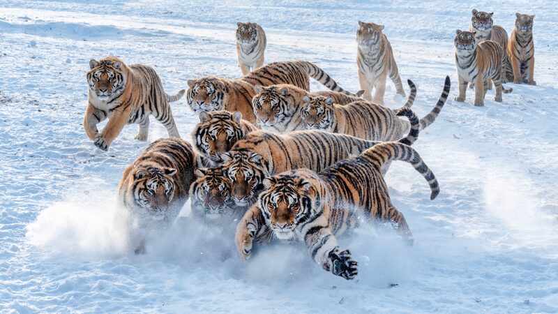 a Snowy Playground for the Siberian Tigers 