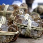 Binding Hairy Crabs a Risky Business Video Poster 