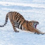 # - My News! China Establishes Wildlife Center for Tiger Leopard Protection