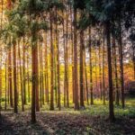 China Plants 445 Million Hectares of Trees in 2024 