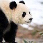 Giant Panda Couple Makes Public Debut in Washington 