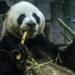 Giant Panda Enjoys Snowy Fun in Central China Zoo Video Poster 