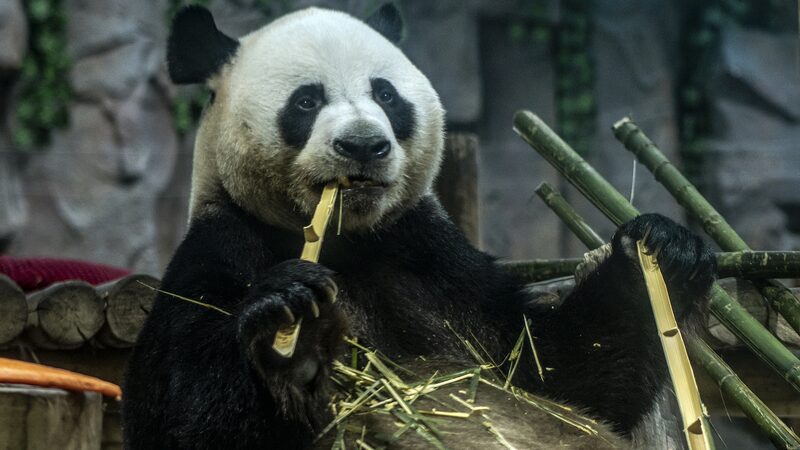Giant Panda Enjoys Snowy Fun in Central China Zoo Video Poster 