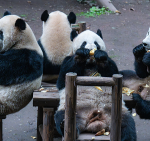 Giant Panda Family Grabs Spotlight in Chongqing 