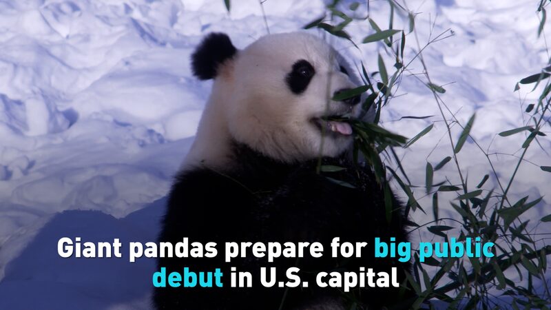 Giant Pandas Prepare for Big Public Debut in Us Capital Video Poster 