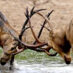 Global Conservation Efforts Revive Lost Species Video Poster 