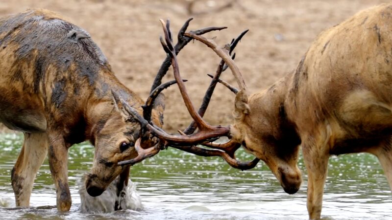 # - My News! Global Conservation Efforts Revive Lost Species Video Poster