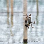 How to Pick a Good Hairy Crab Video Poster 