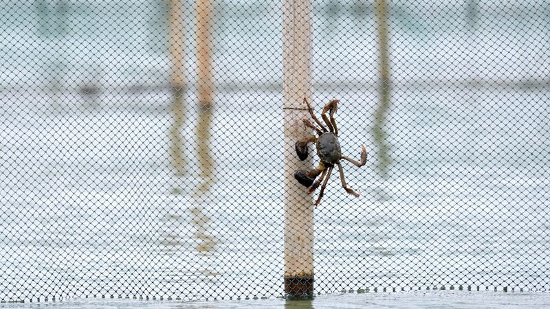 How to Pick a Good Hairy Crab Video Poster 