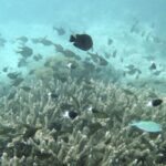 Huawei Launches Conservation Project for Marine Protection in Kenya 