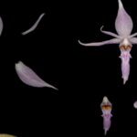 Meet Chinas New Species Discovered in 2024 Video Poster 