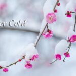 Minor Cold Welcoming Spring Amid Winters Chill 