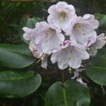 New Rhododendron Species Discovered in S China 