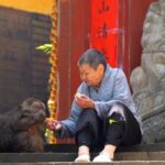 One armed Monkey Nun and Monk Become Online Sensations 