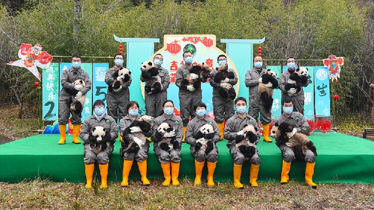 # - My News! Panda Cubs Make Their Collective Debut Ahead of Chinese New Year