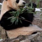 Panda Fans Flock to National Zoo in Washington Dc Video Poster 