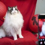 Pets Stealing the Show How Furry Friends Celebrate Chinese New Year 